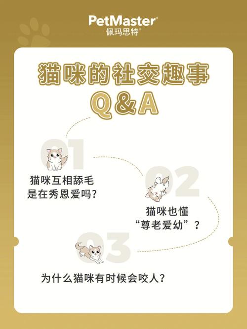 貓咪社交化的關(guān)鍵步驟：讓你的愛貓變得更親人、更自信！