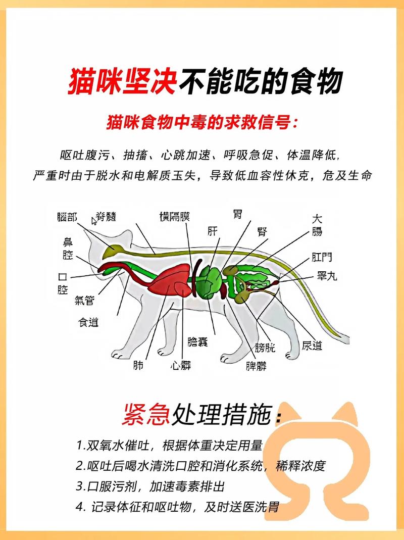 貓咪不喜歡吃蔬菜？別擔(dān)心，這里有妙招！