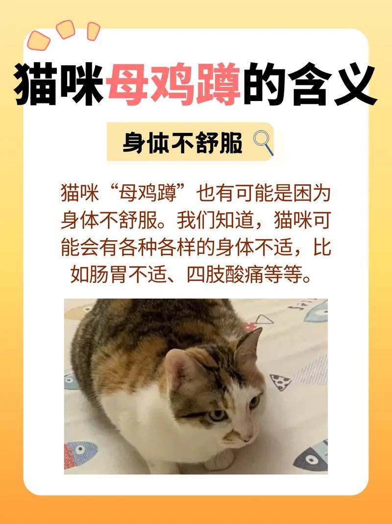 kitty belly left?揭秘貓咪肚子里的秘密