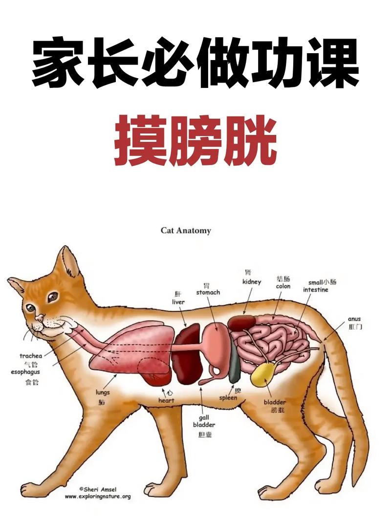 貓咪的尿液變化，如何解讀你的寵物健康狀況