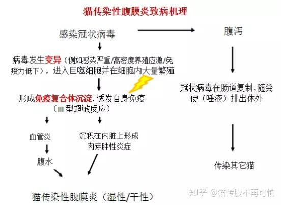 貓咪腹部炎，癥狀與治療