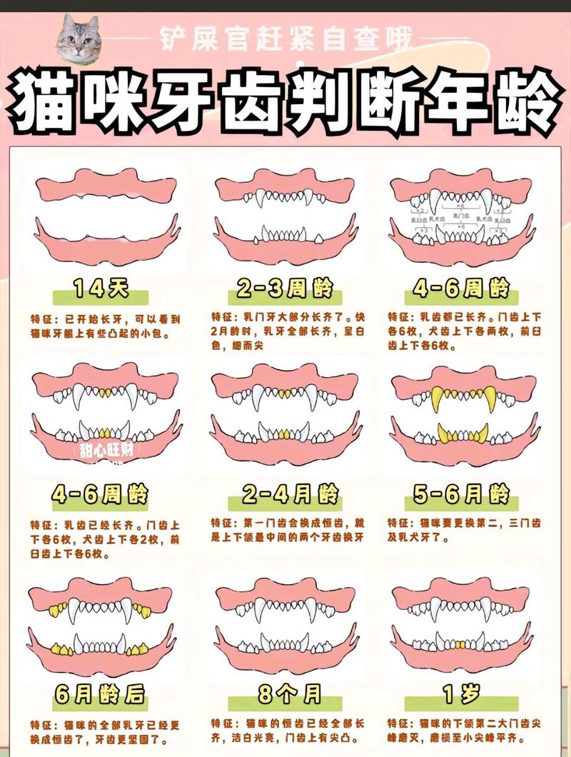 貓咪的換毛期，從出生到成熟