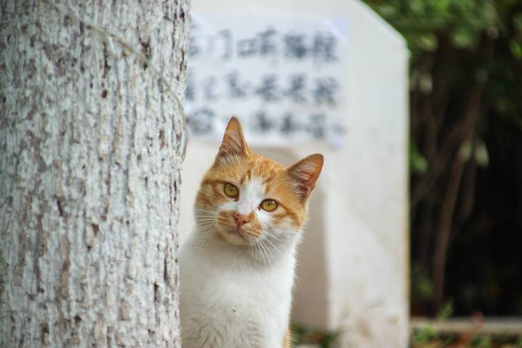 深圳市貓咪公益行動(dòng)，溫暖人心