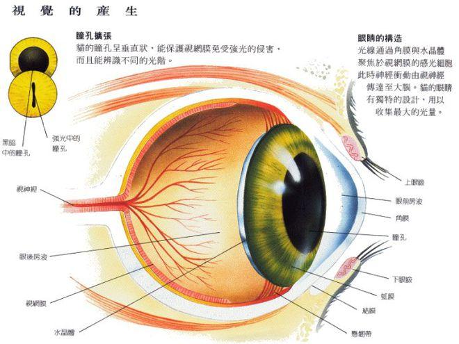 探索貓咪的神秘角膜，揭秘它們獨特的視覺世界