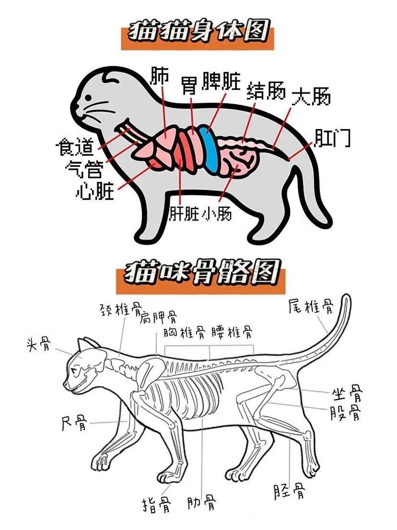 揭秘貓咪耳朵的秘密，它們的奇妙構(gòu)造與神奇功能