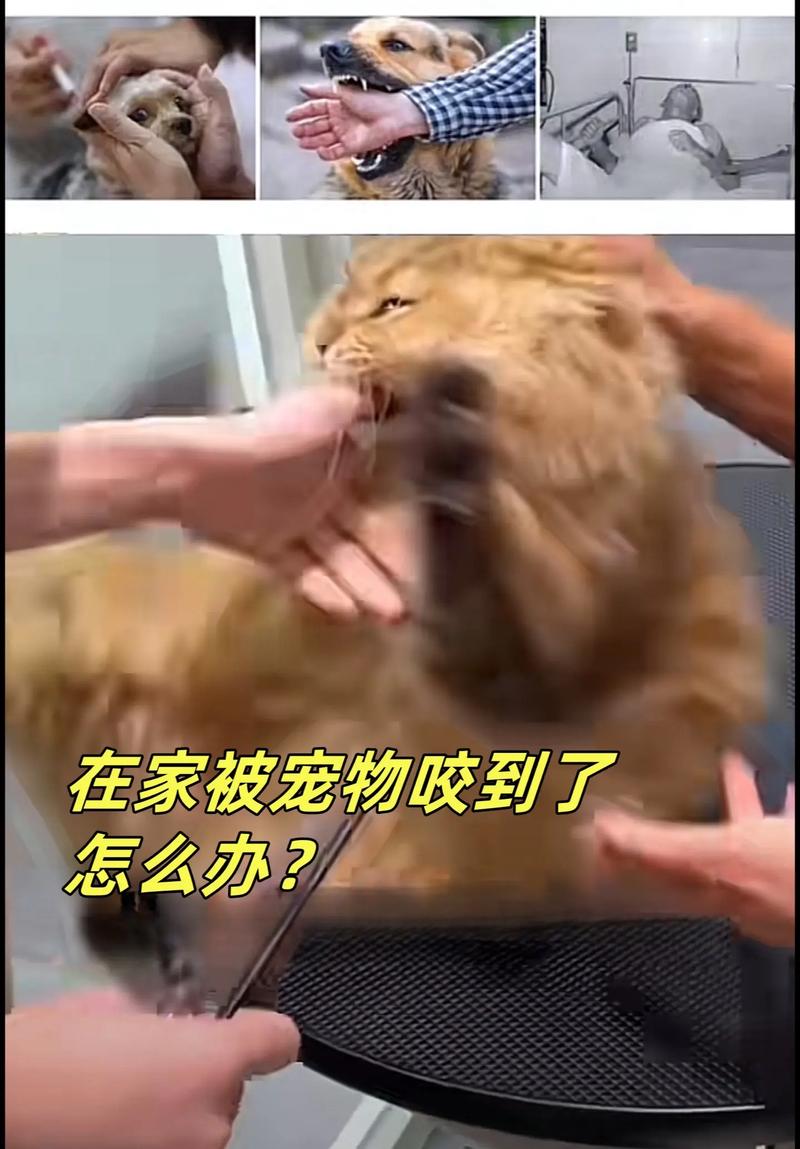 貓的狂犬病，一場(chǎng)無(wú)聲的戰(zhàn)爭(zhēng)