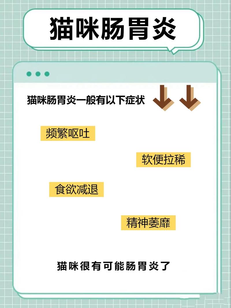 貓咪腸道疾病——從癥狀到恢復(fù)的詳細(xì)過程