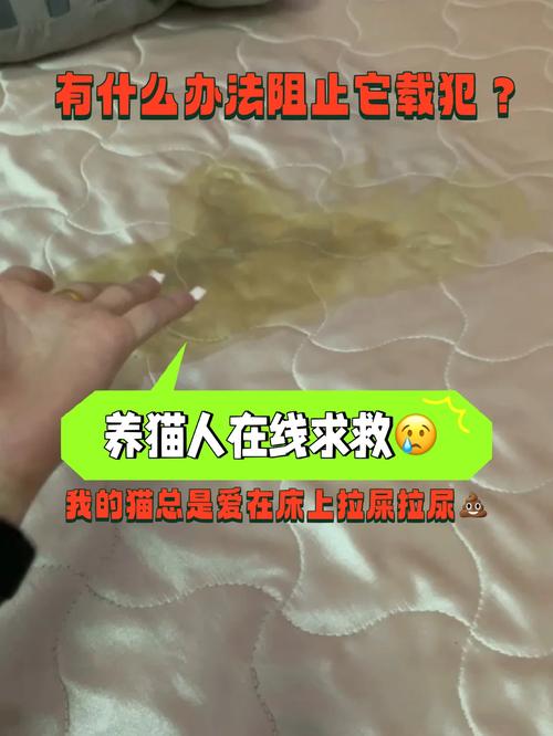 貓的排泄習慣，揭秘貓咪為什么總愛尿？