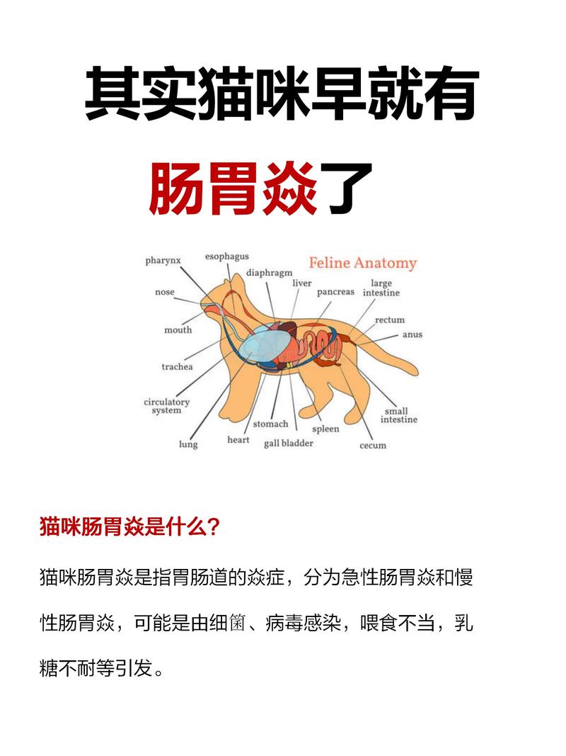 貓咪胃炎的常見癥狀與應(yīng)對策略