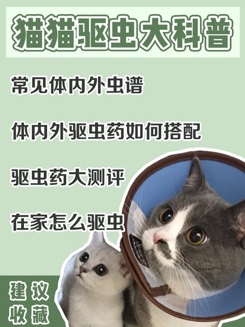 貓科動物首次內驅蟲，揭秘貓的免疫系統(tǒng)與健康之旅