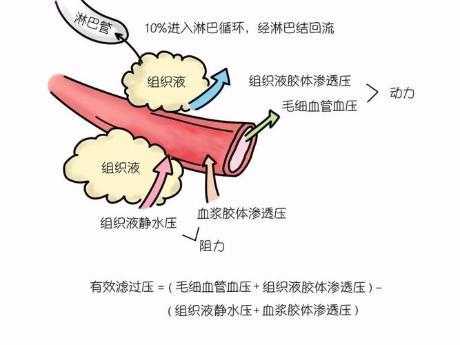 貓咪腹水伴貧血，綜合治療與護(hù)理指南