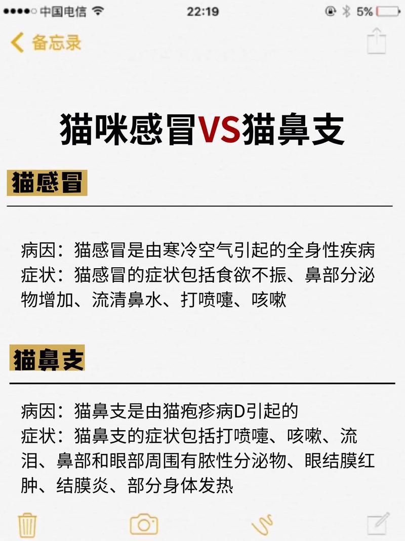 貓咪鼻腔的神奇現(xiàn)象，如何讓貓鼻孔不再發(fā)癢