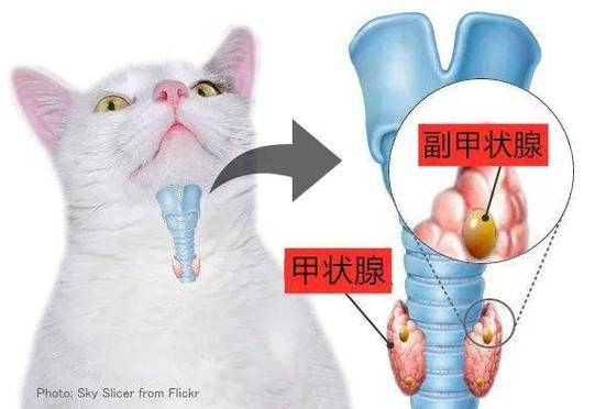 貓咪甲狀腺問題，早期癥狀與治療指南