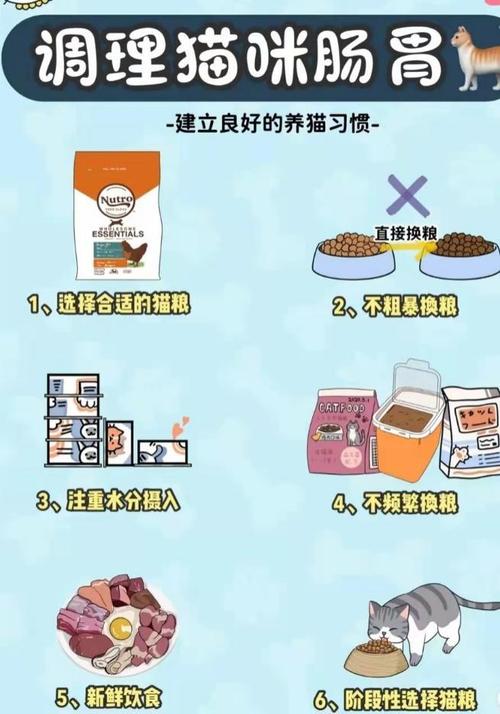 貓咪食欲提升秘籍，科學(xué)飲食與日常護(hù)理