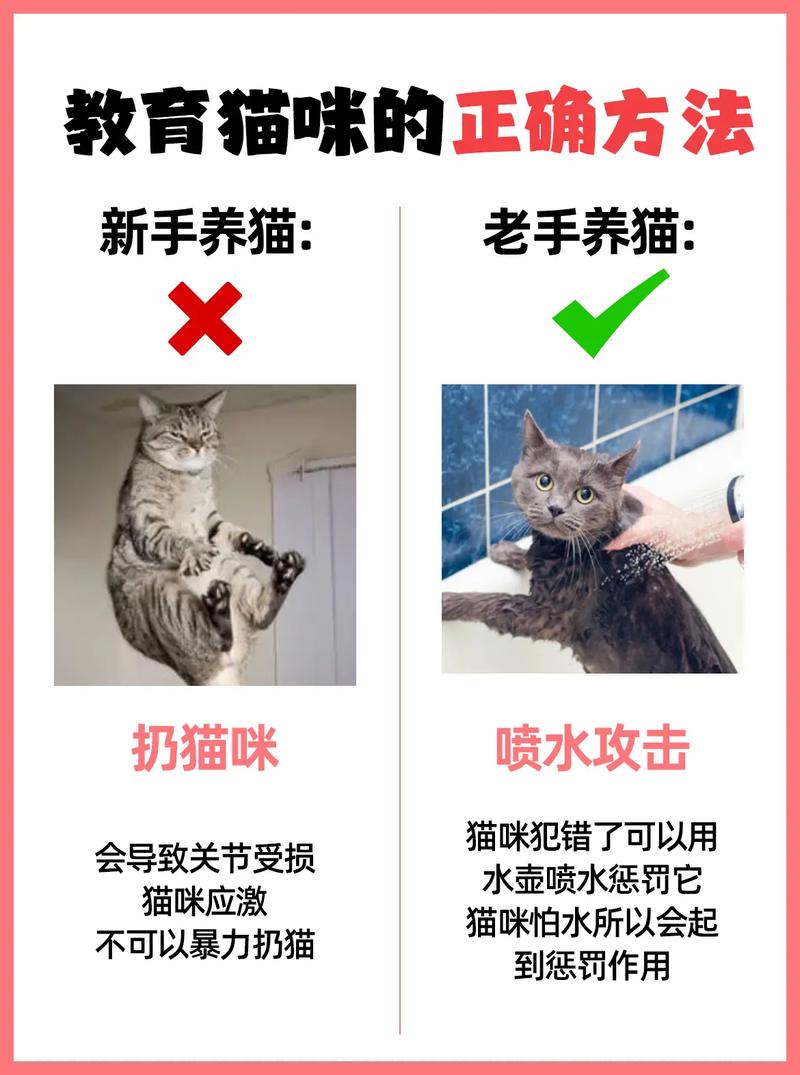 貓咪的溫柔撫慰與健康保護