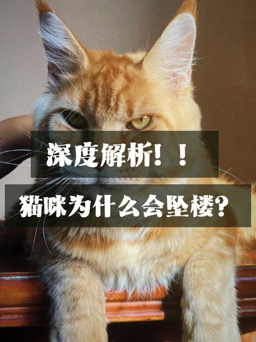 貓咪為什么會對打貓產(chǎn)生反抗心理？