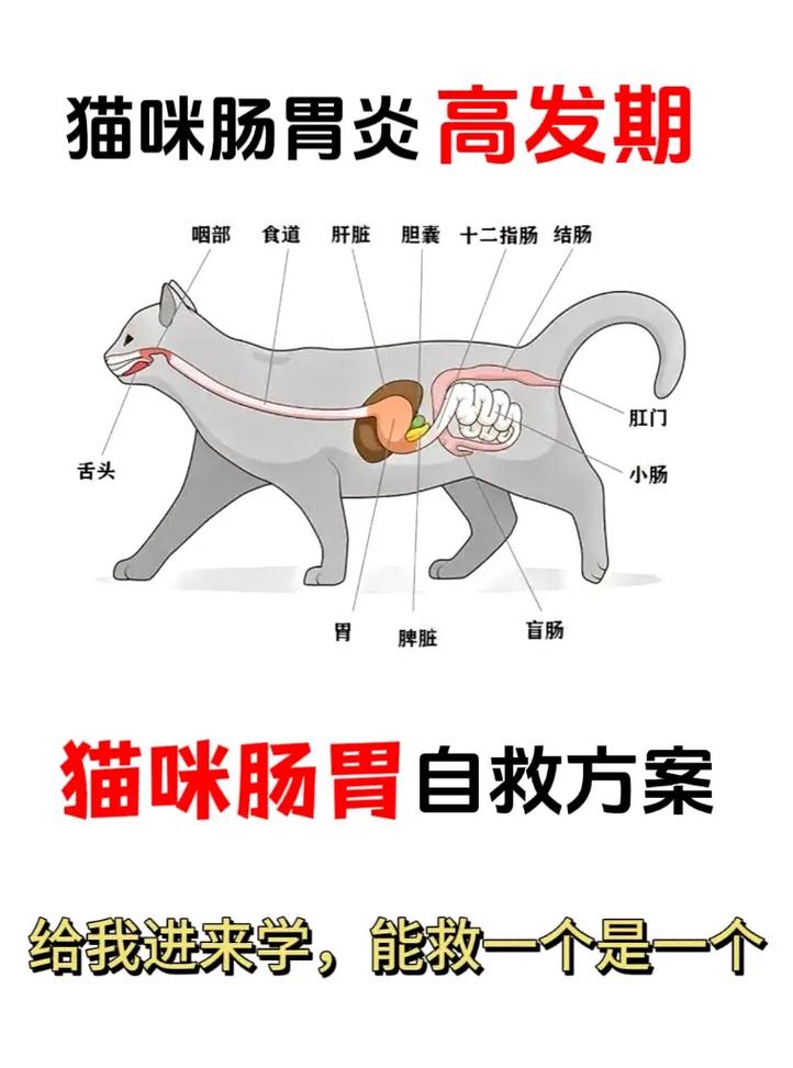 貓咪結(jié)腸問(wèn)題，如何預(yù)防與護(hù)理