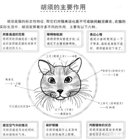 探索貓咪世界的神秘面紗——從家貓到野貓，不同種類的魅力