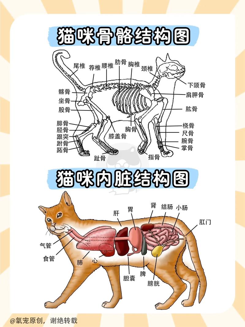 揭秘貓咪的結(jié)構(gòu)，從骨盆到尾巴的秘密