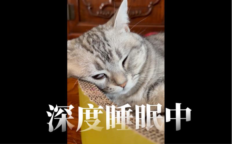 貓咪的深度睡眠藝術(shù)