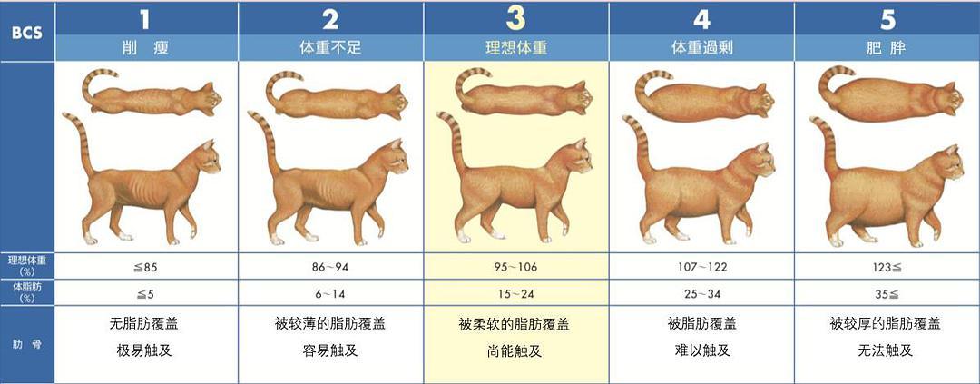 貓咪的體重警鐘，如何科學(xué)地讓毛孩子保持健康