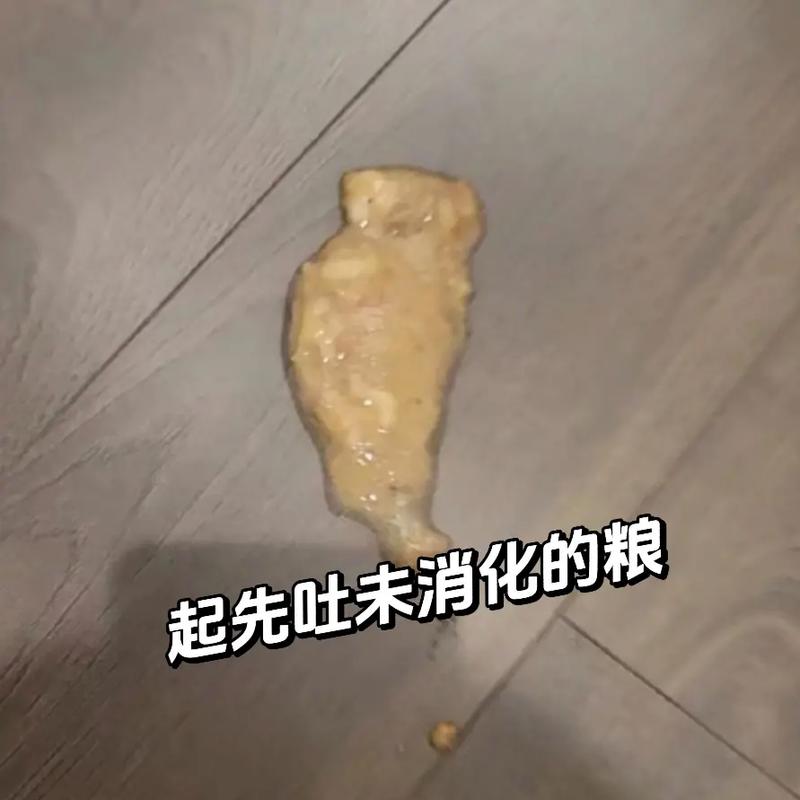 貓咪 腸道發(fā)炎