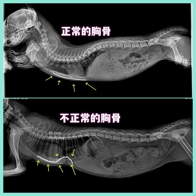 揭秘貓咪肋骨彎曲背后的秘密