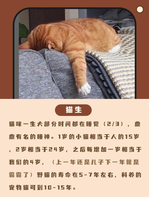 貓咪身體發(fā)冷的常見原因及應(yīng)對措施