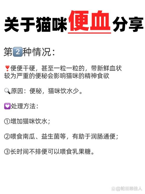 貓咪便血為何干？需警惕潛在健康問(wèn)題