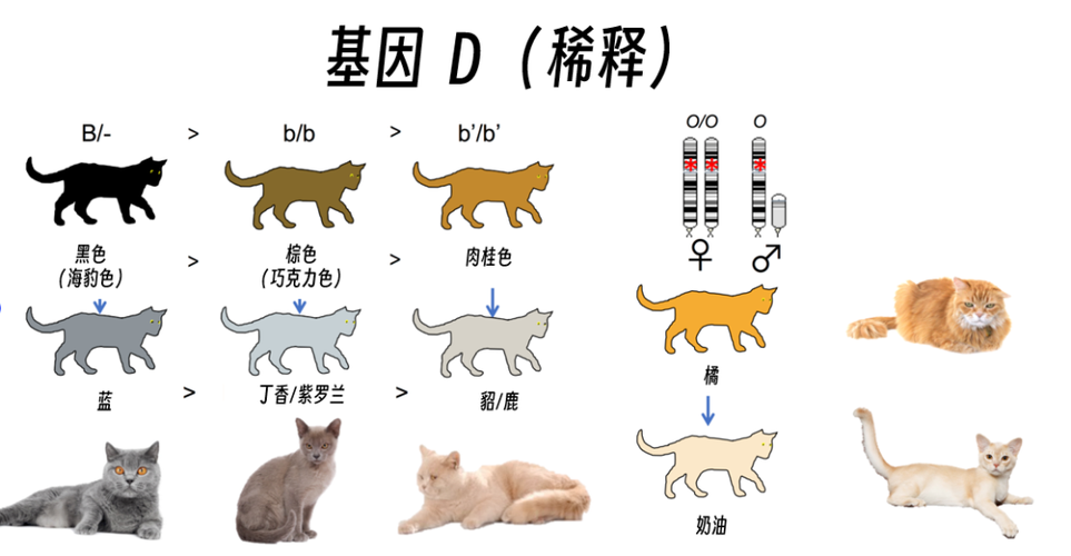 揭秘貓咪基因遺傳，探索毛茸茸家族的秘密