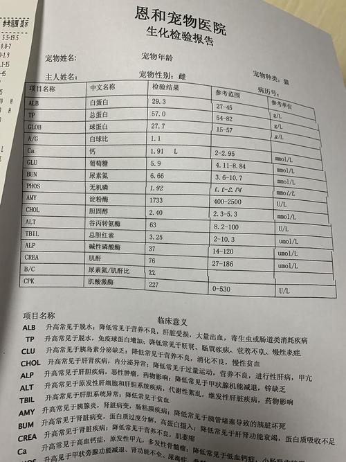 貓咪體檢報告，健康檢查后的煥然一新