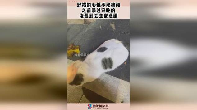 悲劇背后，貓咪墜亡揭示城市寵物安全問題