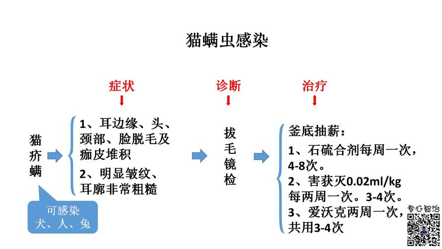 貓咪腦部感染，了解癥狀與治療