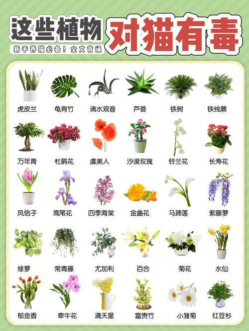 貓咪的天性與植物——了解貓為何會咬植物及其解決之道