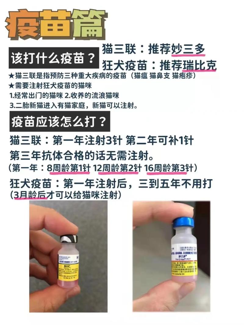 揭秘貓咪疫苗過程，守護毛孩子健康的小秘密