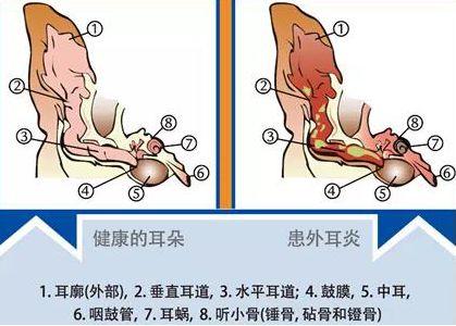 揭秘貓咪耳朵和耳屎的秘密