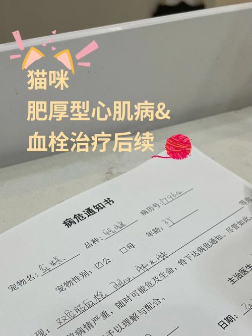 貓咪血栓康復(fù)，全面指南與注意事項