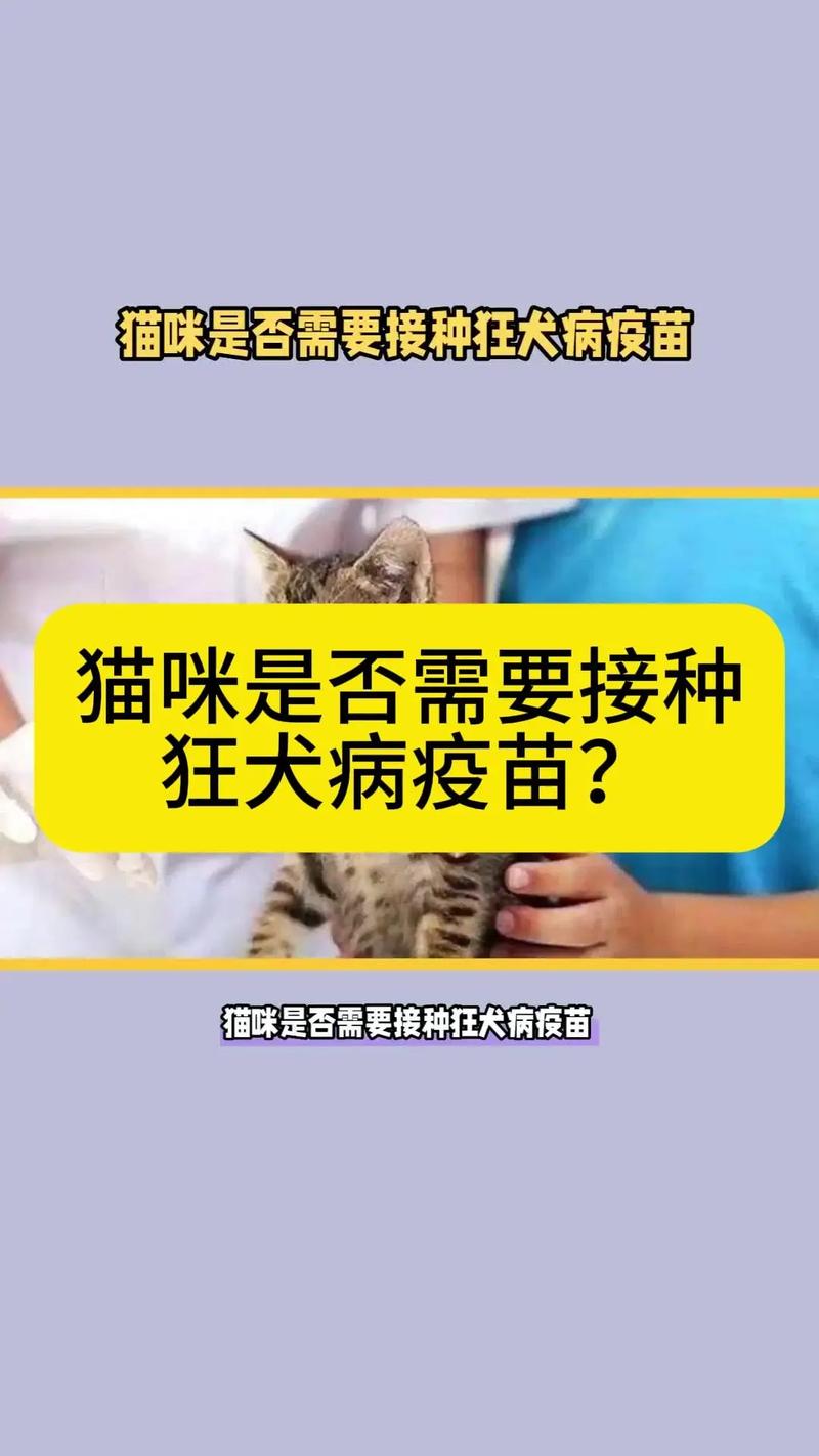 貓咪疫苗接種最佳年齡與重要性解析