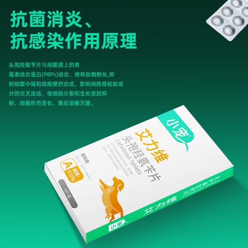 貓咪服用頭孢，如何正確使用抗生素保護(hù)寵物健康