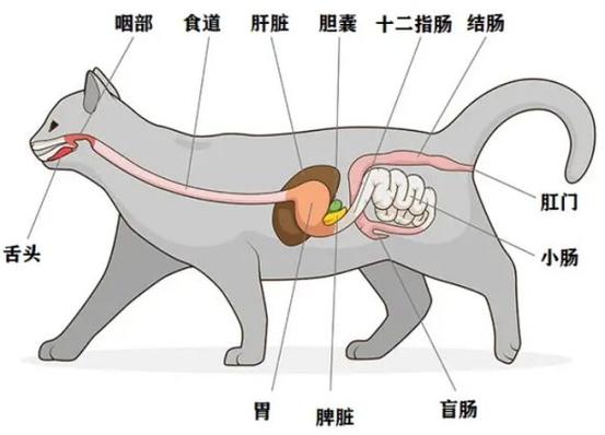 揭秘貓咪消化系統(tǒng)，為何它們總是那么健康