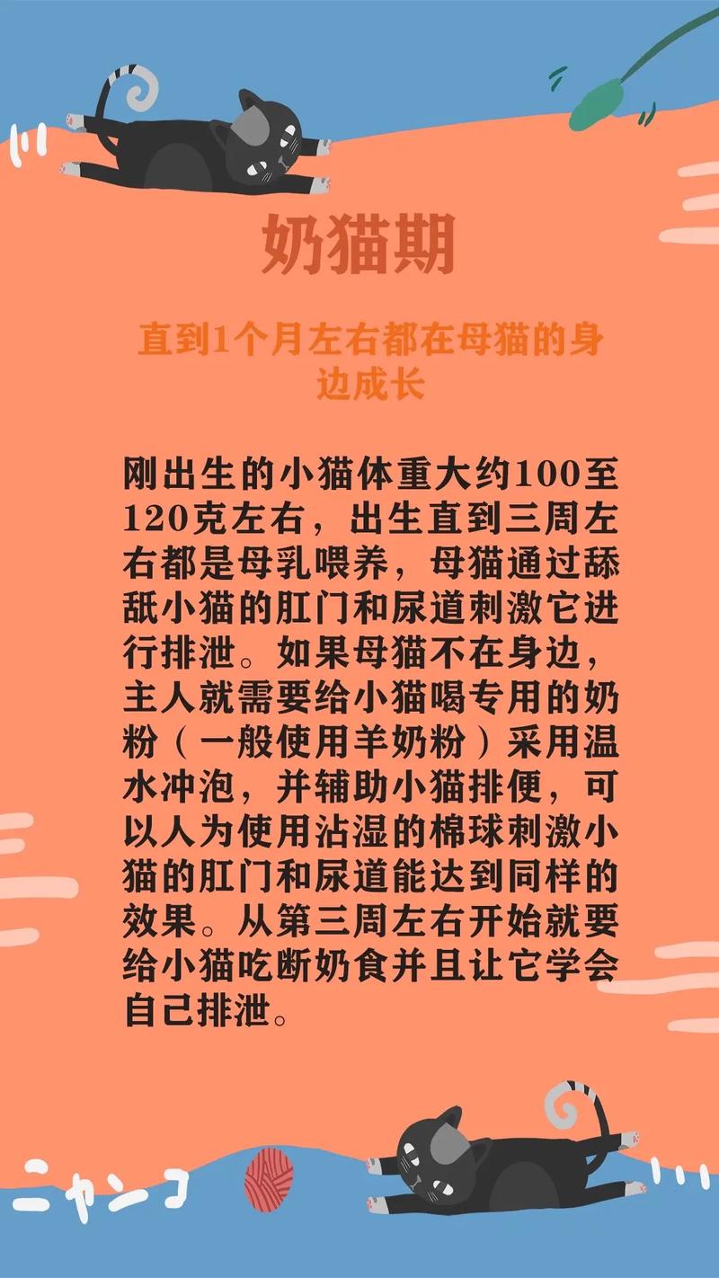 貓咪的成長記——從毛茸茸的小寶貝到優(yōu)雅的成年貓