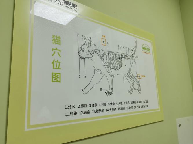 揭秘貓咪健康，一次全面的生物檢查之旅