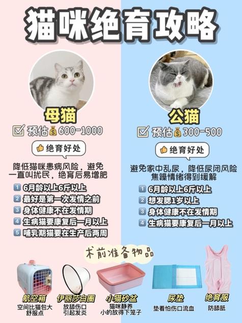 貓咪懷孕前的準備指南