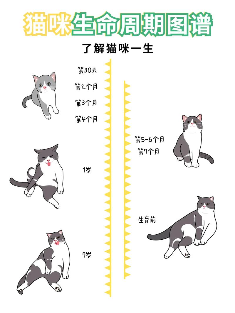 揭秘貓咪的年齡密碼，一眼識別貓咪的生命周期