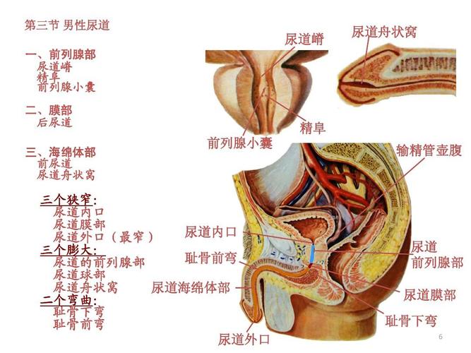 探索其尿道構(gòu)造