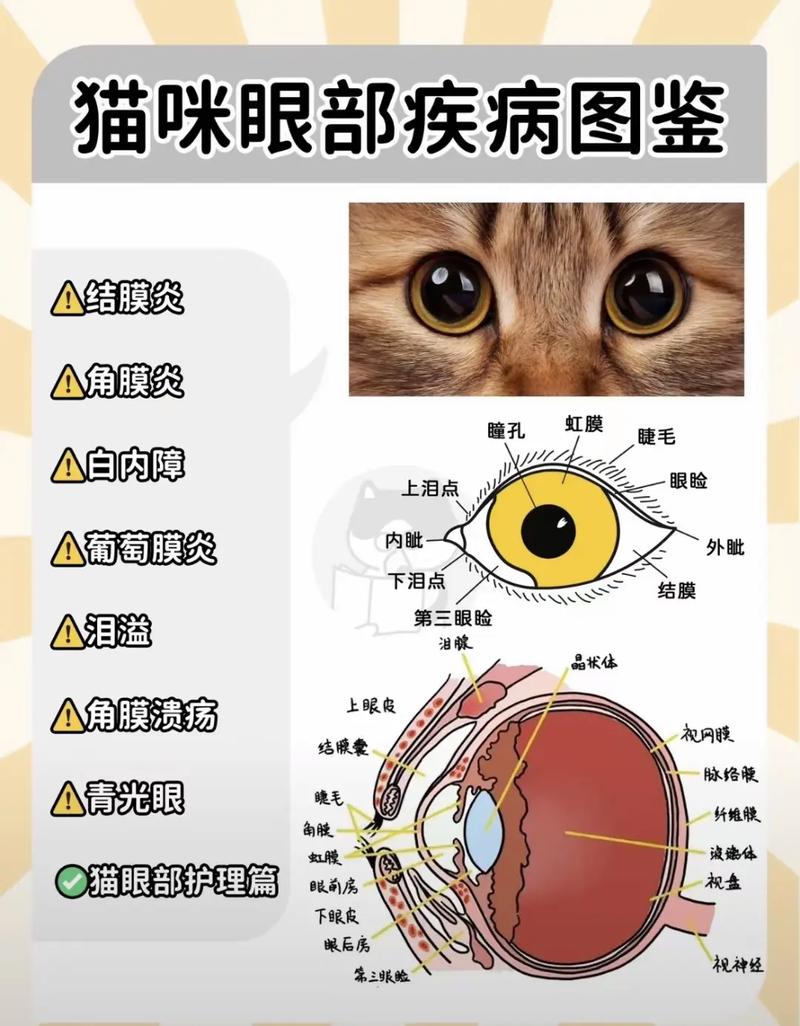 揭秘貓咪眼球斜視，癥狀、原因及護理方法