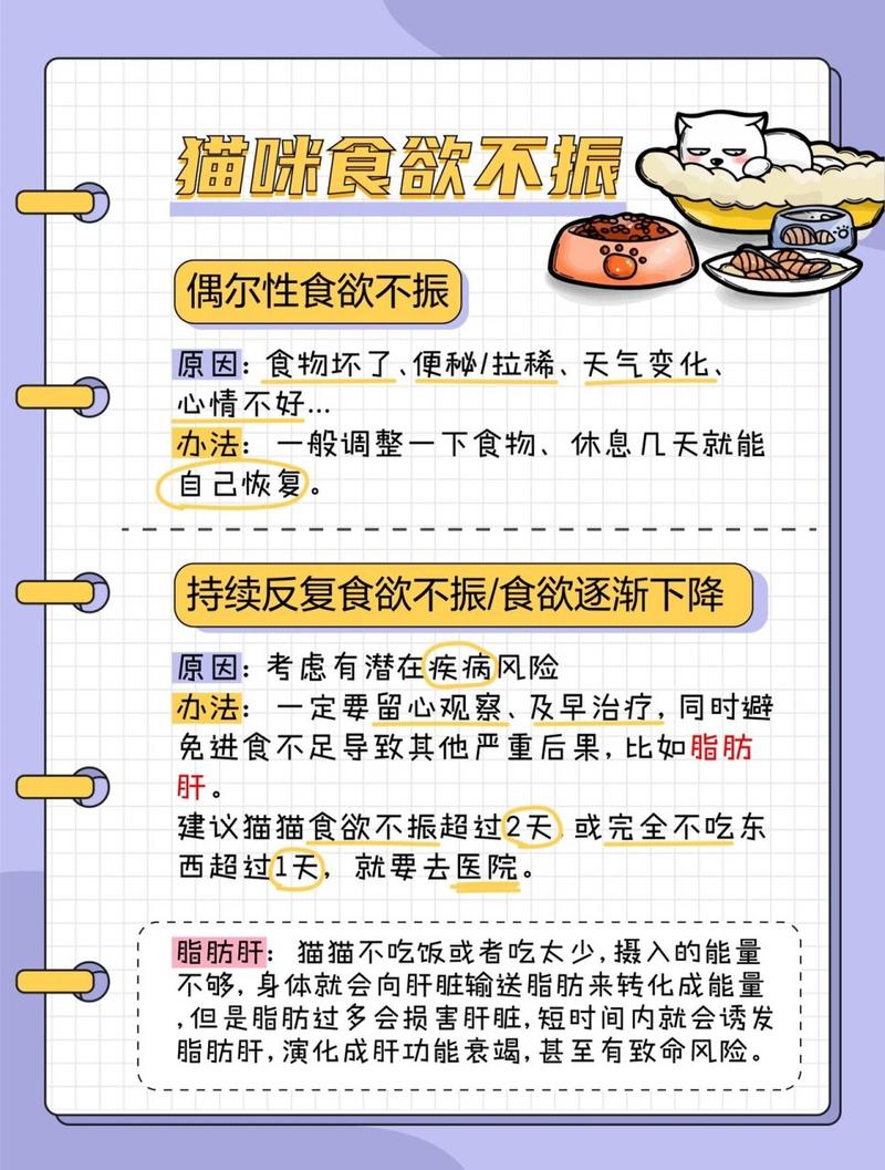 貓咪食欲不振？這里有一套改善方案