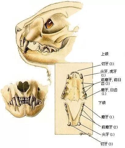 貓咪牙齒清潔的重要性，守護(hù)毛孩子健康的關(guān)鍵步驟