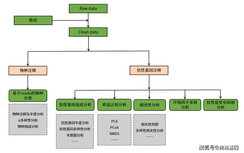 貓咪抗性檢測(cè)，探索寵物健康的新途徑