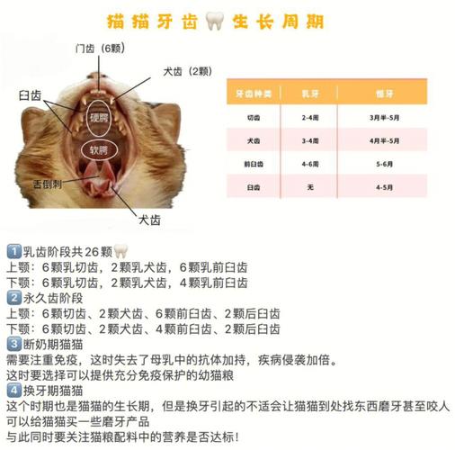 貓咪換牙癥狀全解析，讓你的毛孩子健康成長(zhǎng)